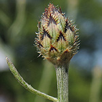Centaurea australis