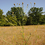 Centaurea stoebe - Rhein-Flockenblume