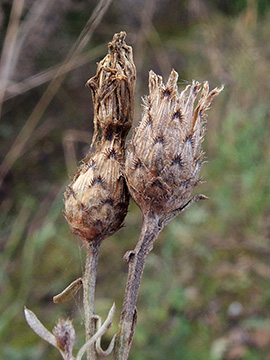 Centaurea australis