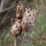 Centaurea stoebe - Rhein-Flockenblume