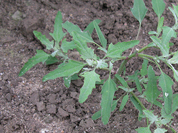 Chenopodium ficifolium