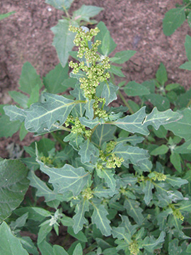 Chenopodium glaucum