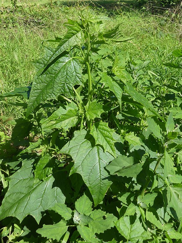 Chenopodium hybridum