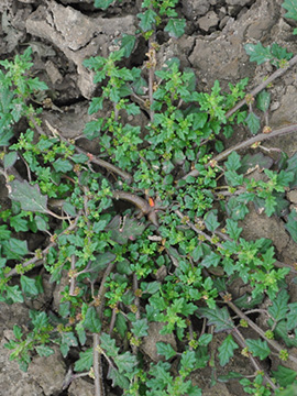Dysphania pumilio
