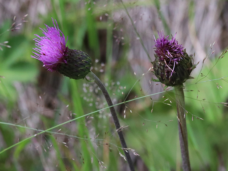 Cirsium heterophyllum