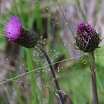 Cirsium heterophyllum - Verschiedenblättrige Kratzdistel