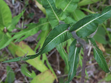 Cirsium heterophyllum