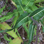 Cirsium heterophyllum - Verschiedenblättrige Kratzdistel