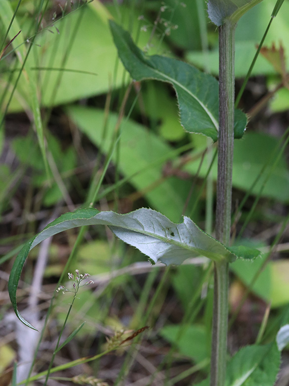Cirsium heterophyllum