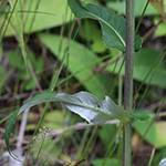 Cirsium heterophyllum - Verschiedenblättrige Kratzdistel