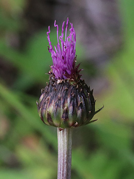 Cirsium heterophyllum