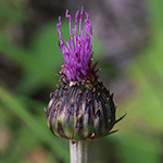 Cirsium heterophyllum - Verschiedenblättrige Kratzdistel