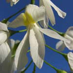 Cladrastis lutea - Gelbholz