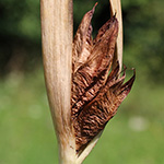 Colchicum autumnale - Herbstzeitlose