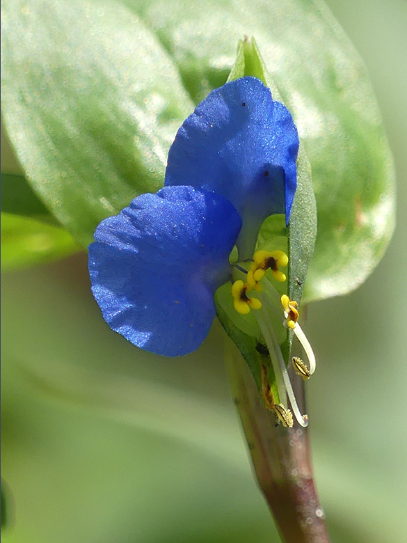 Commelina communis