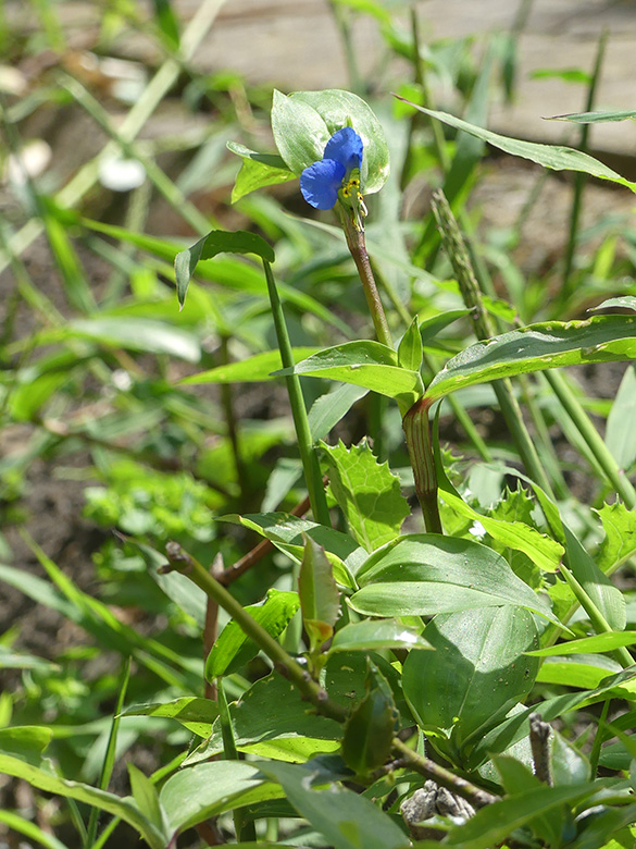 Commelina communis