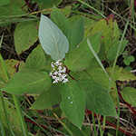 Cornus sericea - Weißer Hartriegel