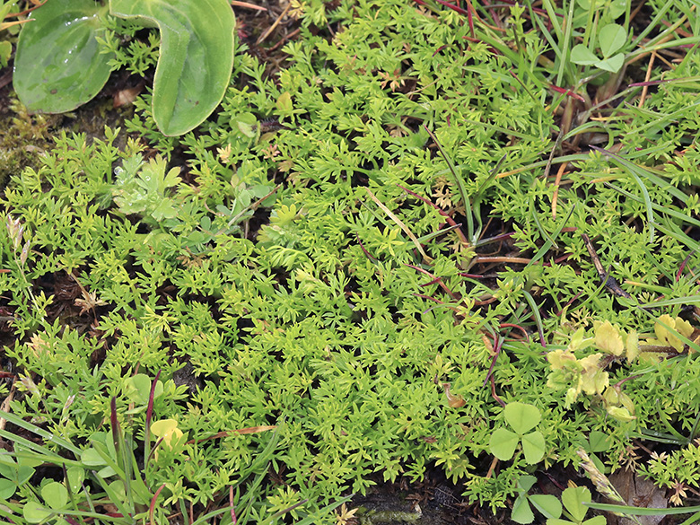 Cotula sessilis