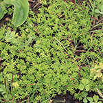 Cotula sessilis - Rasen-Stachelkraut