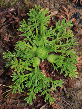 Cotula sessilis