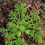 Cotula sessilis - Rasen-Stachelkraut