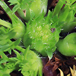 Cotula sessilis - Rasen-Stachelkraut