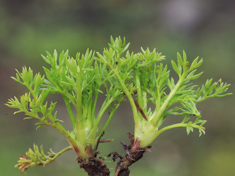 Cotula sessilis