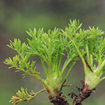 Cotula sessilis - Rasen-Stachelkraut