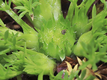 Cotula sessilis