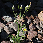 Crepis foetida - Stinkender Pippau