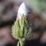 Crepis foetida - Stinkender Pippau