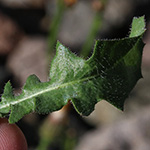 Crepis foetida - Stinkender Pippau