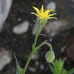 Crepis foetida - Stinkender Pippau