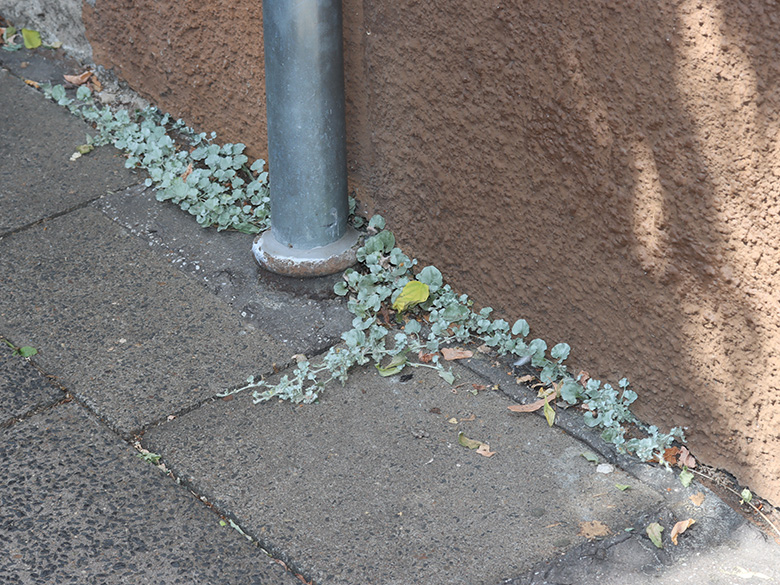Dichondra argentea