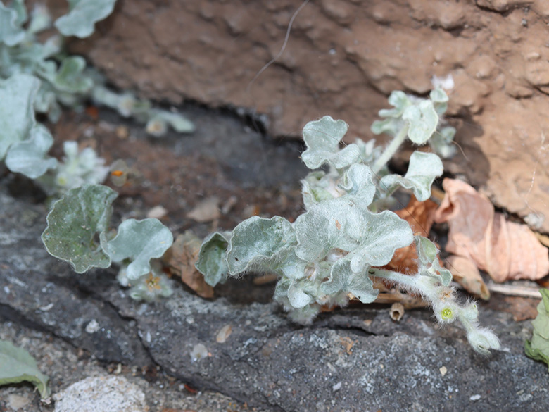 Dichondra argentea