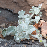 Dichondra argentea - Silberregen