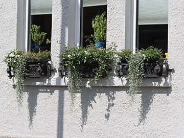 Dichondra argentea