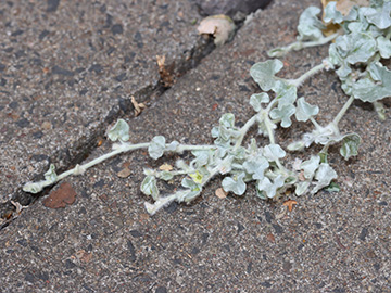 Dichondra argentea