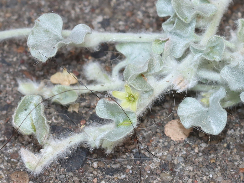Dichondra argentea