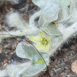 Dichondra argentea - Silberregen