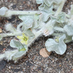 Dichondra argentea