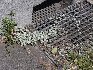 Dichondra argentea