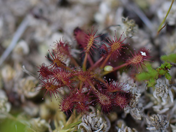 Drosera intermedia