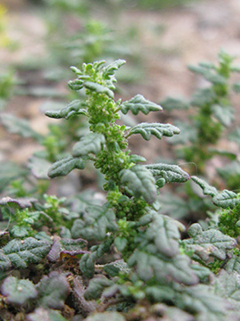 Dysphania pumilio