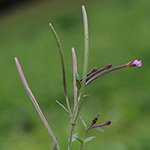 Epilobium collinum - Hügel-Weidenröschen