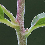 Epilobium collinum - Hügel-Weidenröschen