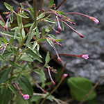 Epilobium collinum - Hügel-Weidenröschen