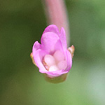 Epilobium collinum - Hügel-Weidenröschen