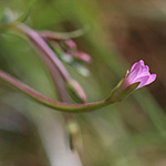 Epilobium collinum - Hügel-Weidenröschen