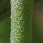 Epilobium collinum - Hügel-Weidenröschen